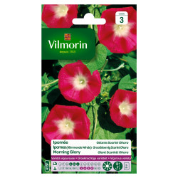 Semences Ipomée Géante Scarlet Ohara – Fleurs Éclatantes | VILMORIN