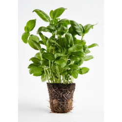 Basilic en pot