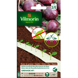 Ruban de betteraves Grenade HF1 VILMORIN – Semis Facile | VILMORIN