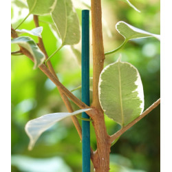 Tuteur Bambou Vert 40cm – Soutien Idéal | NORTENE