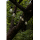 Guirlande LED Libisa noire 10 x 0,06 W EGLO