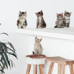 Planche de stickers Chatons 24 x 68 cm Planche de stickers Chatons 24 x 68 cm