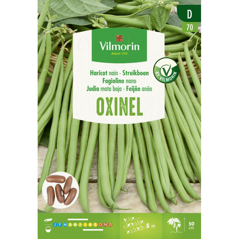 Semences de haricot nain Oxinel 30 g VILMORIN