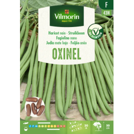 Semences de haricot nain Oxinel 110 g VILMORIN