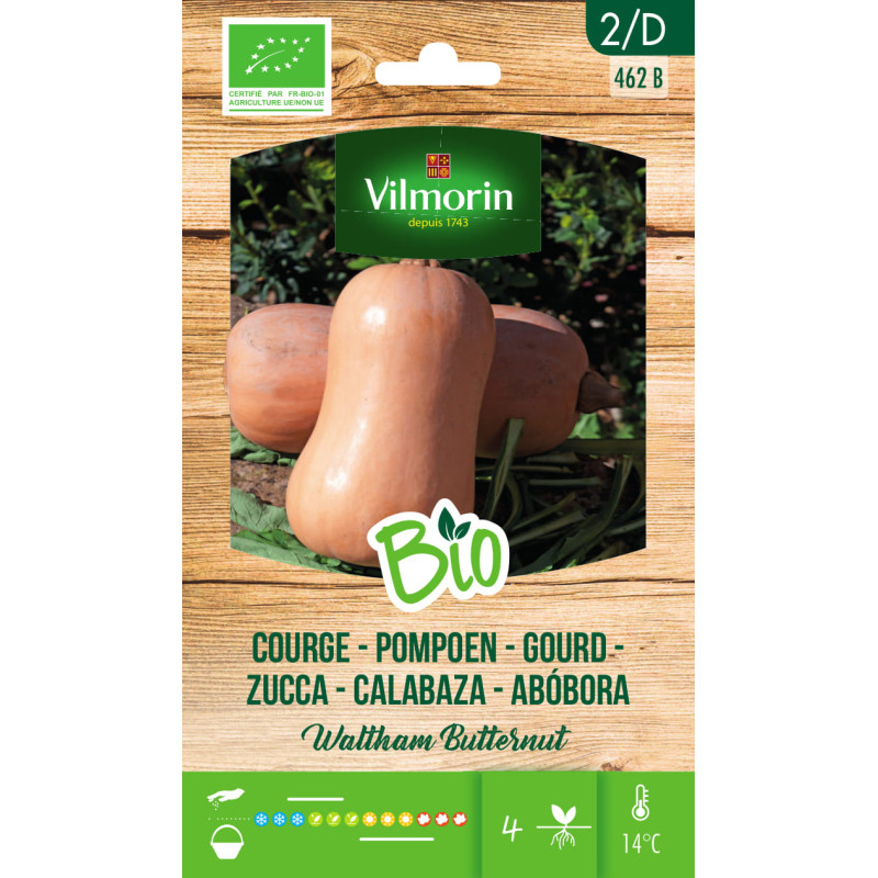 Semences de courge Waltham Butternut Bio VILMORIN