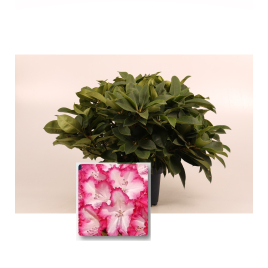 Rhododendron en pot