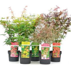 Acer en pot