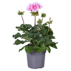 Géranium zonale mix en pot 10,5 cm Géranium zonale mix en pot 10,5 cm