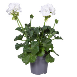 Géranium zonale mix en pot 10,5 cm Géranium zonale mix en pot 10,5 cm