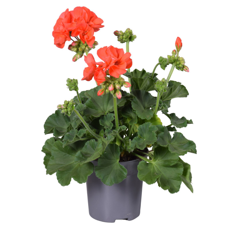 Géranium zonale mix en pot 10,5 cm Géranium zonale mix en pot 10,5 cm