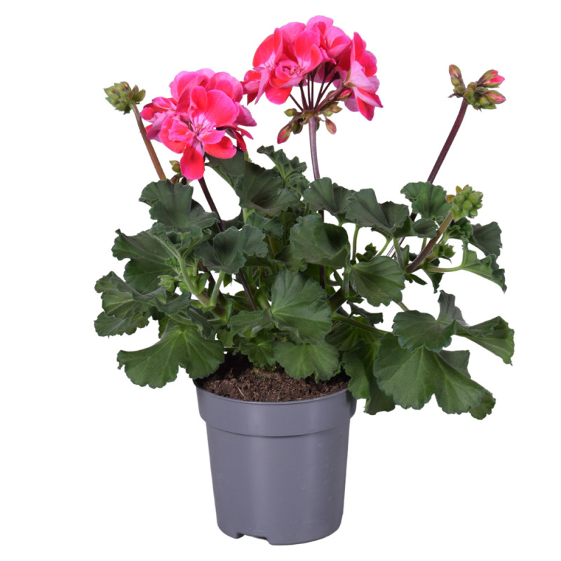 Géranium zonale mix en pot 10,5 cm Géranium zonale mix en pot 10,5 cm