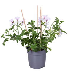 Géranium Lierre simple fleur en pot 10,5 cm Géranium Lierre simple fleur en pot 10,5 cm
