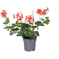 Géranium Lierre simple fleur en pot 10,5 cm Géranium Lierre simple fleur en pot 10,5 cm