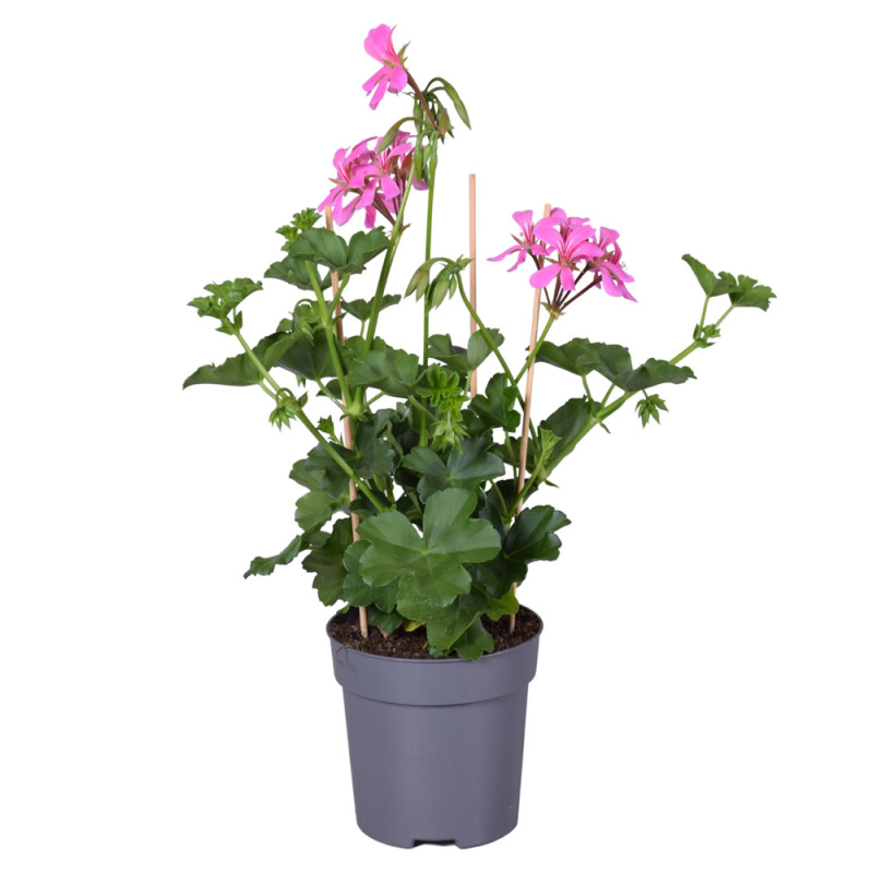 Géranium Lierre simple fleur en pot 10,5 cm Géranium Lierre simple fleur en pot 10,5 cm