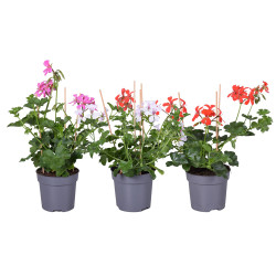 Géranium Lierre simple fleur en pot 10,5 cm Géranium Lierre simple fleur en pot 10,5 cm