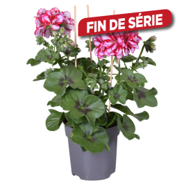 Géranium Lierre à fleurs doubles en pot 10,5 cm