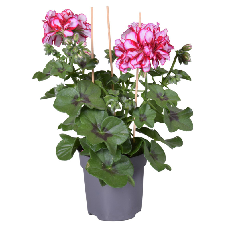 Géranium Lierre à fleurs doubles en pot 10,5 cm