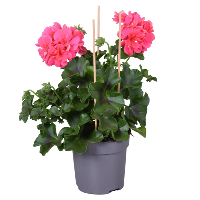 Géranium Lierre à fleurs doubles en pot 10,5 cm Géranium Lierre à fleurs doubles en pot 10,5 cm