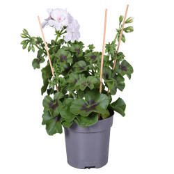 Géranium Lierre à fleurs doubles en pot 10,5 cm Géranium Lierre à fleurs doubles en pot 10,5 cm