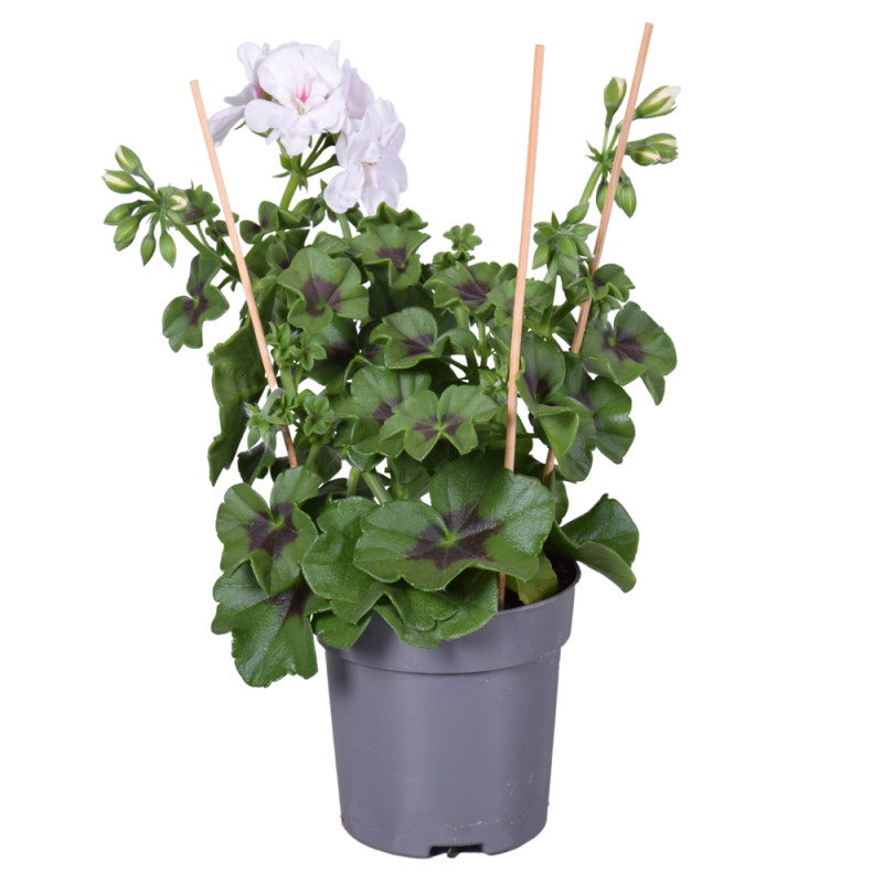 Géranium Lierre à fleurs doubles en pot 10,5 cm Géranium Lierre à fleurs doubles en pot 10,5 cm