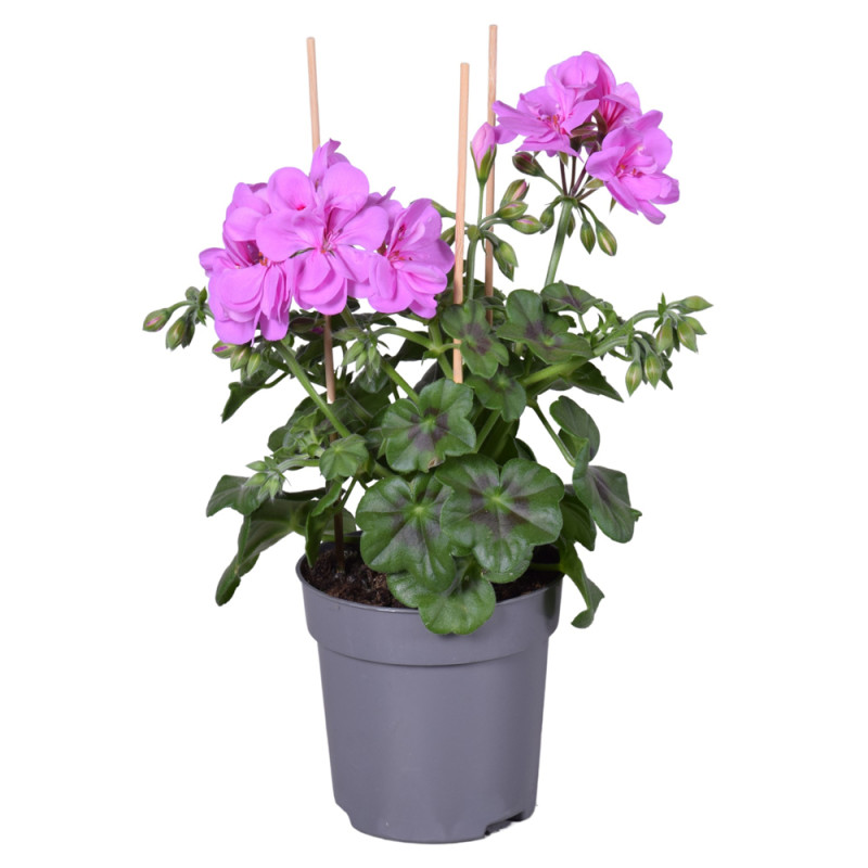 Géranium Lierre à fleurs doubles en pot 10,5 cm Géranium Lierre à fleurs doubles en pot 10,5 cm