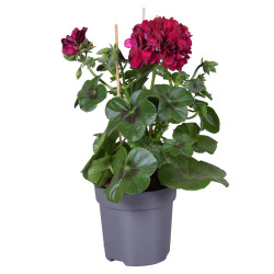 Géranium Lierre à fleurs doubles en pot 10,5 cm Géranium Lierre à fleurs doubles en pot 10,5 cm