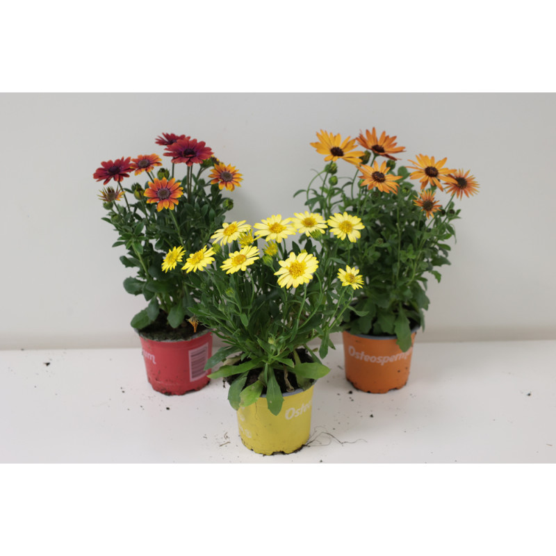 Osteospermum en pot 10,5 cm