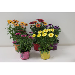 Osteospermum en pot 10,5 cm Osteospermum en pot 10,5 cm