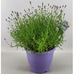 Lavande Lavandula angustifolia Essence Purple en pot
