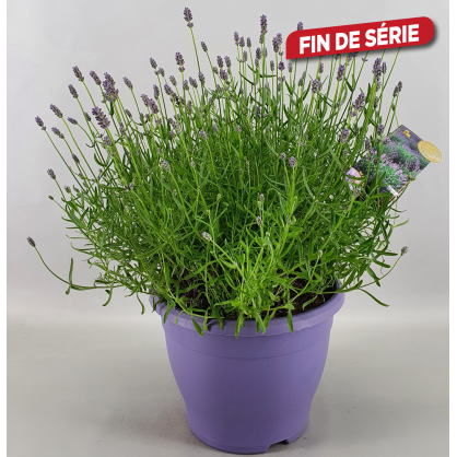 Lavande Lavandula angustifolia Essence Purple en pot
