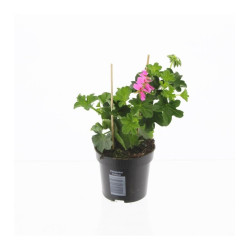 Géranium Lierre mix en pot