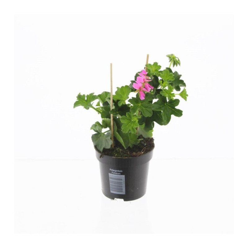 Géranium Lierre mix en pot