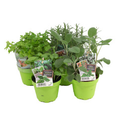 Plante aromatique en pot