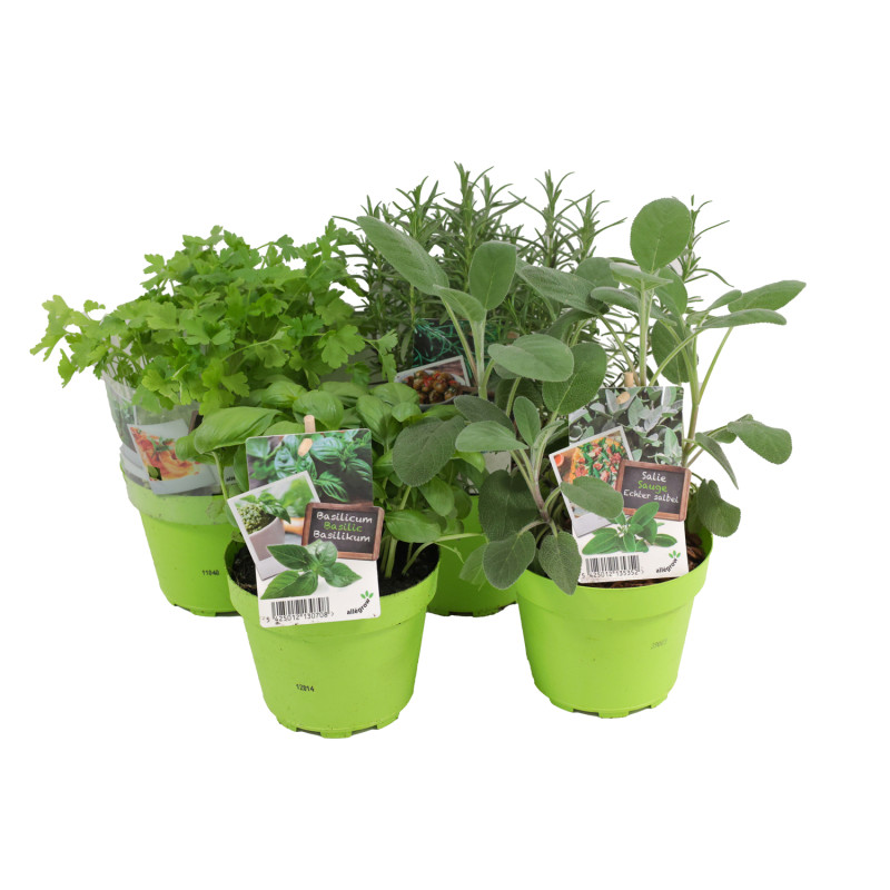 Plante aromatique en pot