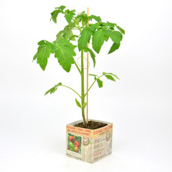 Plant de tomate charnue-hybride F1