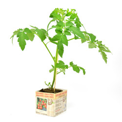 Plant de tomate cerise