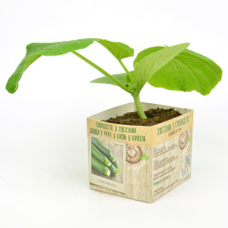 Plant de courgette verte