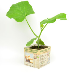 Plant de courge butternut