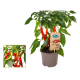 Plant de piment rouge Pick & Joy Ø 14 cm