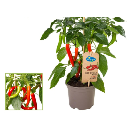 Plant de piment rouge Pick & Joy Ø 14 cm