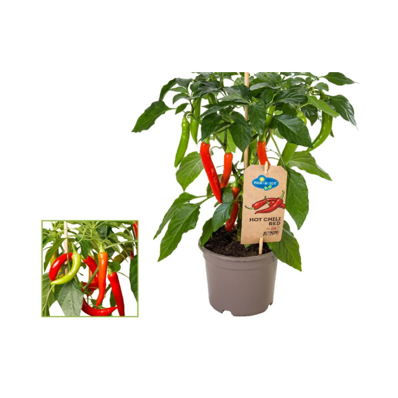 Plant de piment rouge Pick & Joy Ø 14 cm