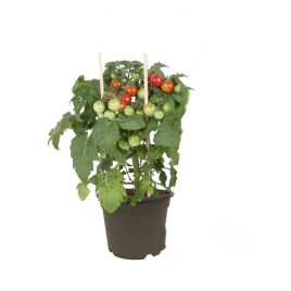 Plant de tomate cerise Pick & Joy Ø 14 cm