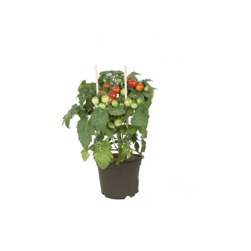 Plant de tomate cerise Pick & Joy Ø 14 cm