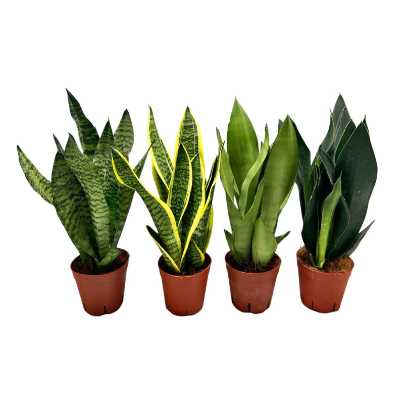 Plante d'intérieur Sansevieria Ø 14 cm