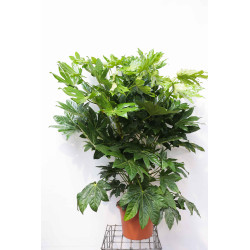 Plante d'intérieur Fatsia japonica Ø 21 cm