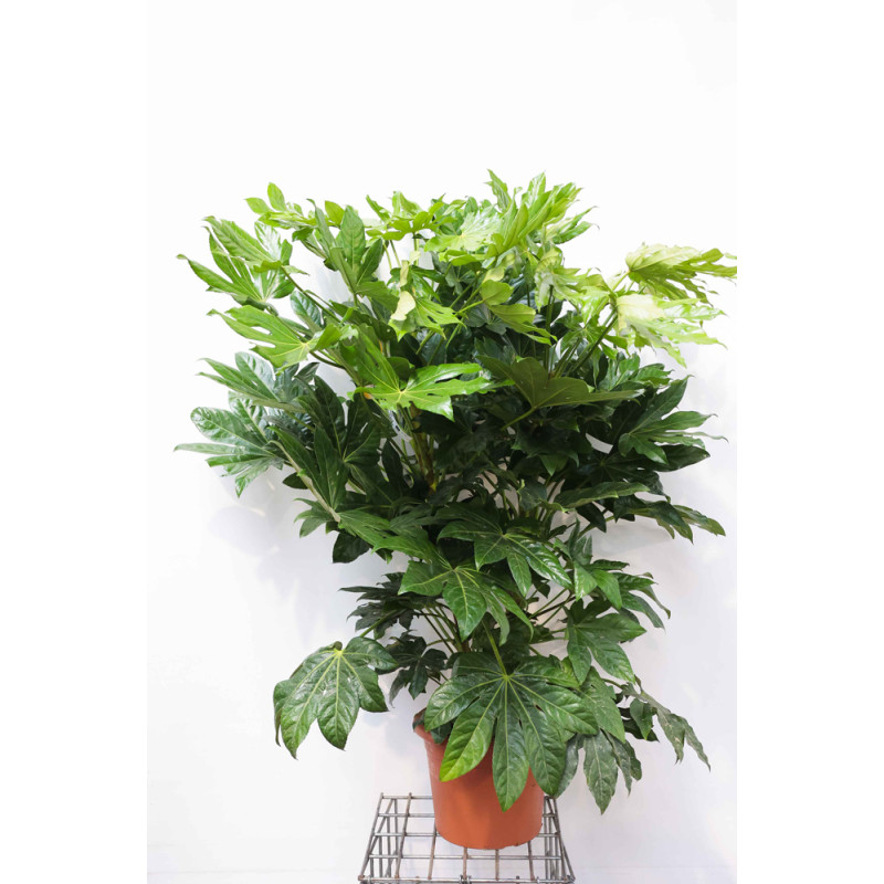 Plante d'intérieur Fatsia japonica Ø 21 cm