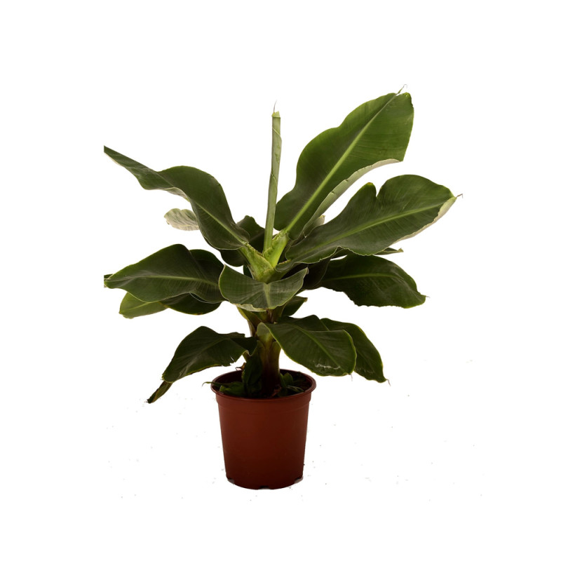 Plante d'intérieur Bananier Musa Ø 21 cm