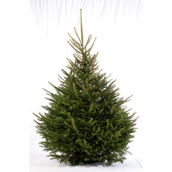 Sapin de Noël naturel en pot Épicéa 125 à 150 cm