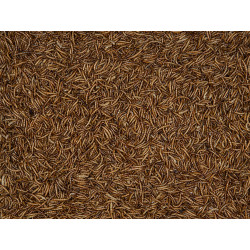 Vers de farine 300 g