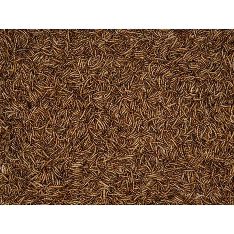 Vers de farine 300 g